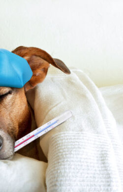 sick ill dog